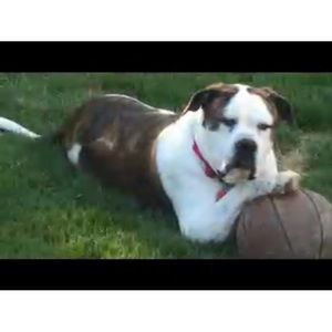 Meet your Posher, Teddy